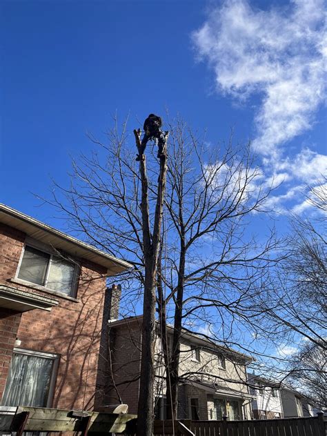 Butler Tree Service Ltd.