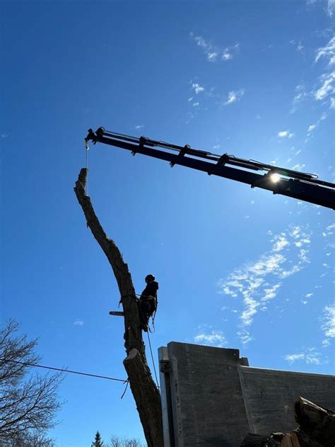 UTS Tree Care – Uxbridge Tree Service