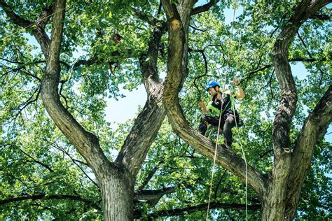Grizzly tree experts