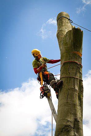 Treeline Services