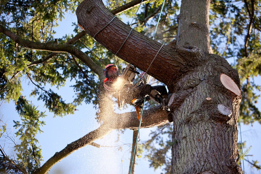 Westside Tree Solutions