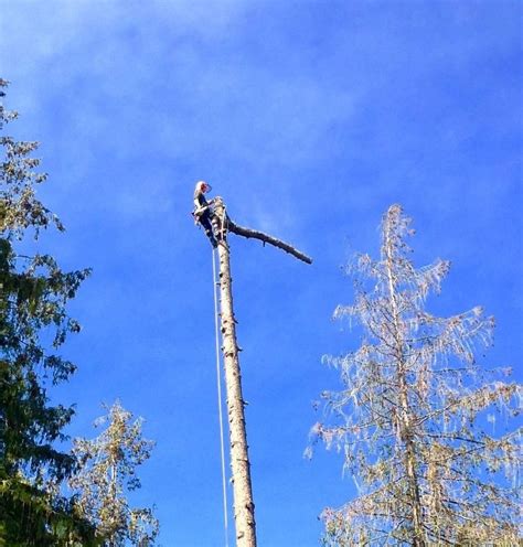 Green Giant Tree Removal