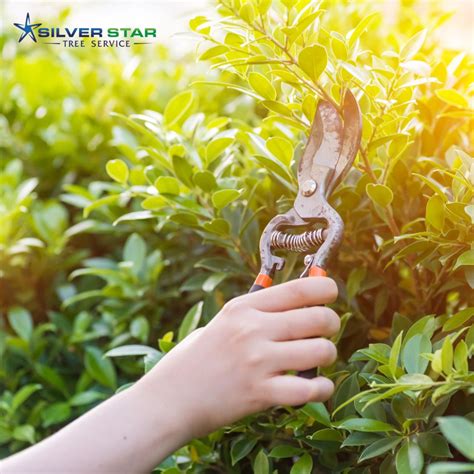 Silver Star Tree Service
