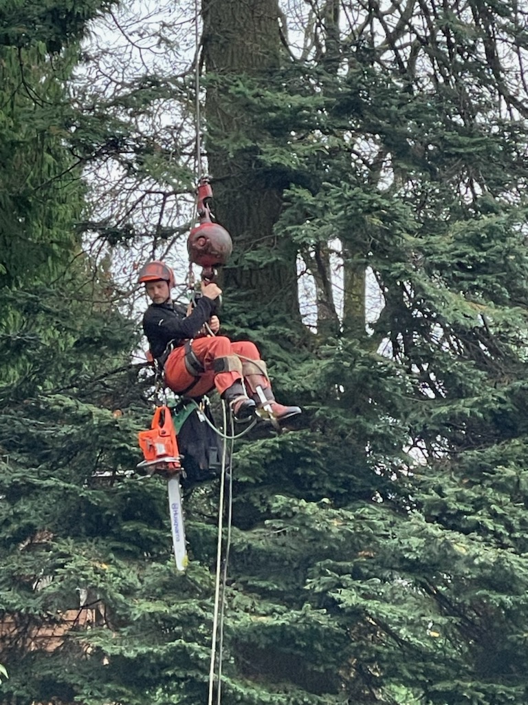 Perkins Tree and Silviculture