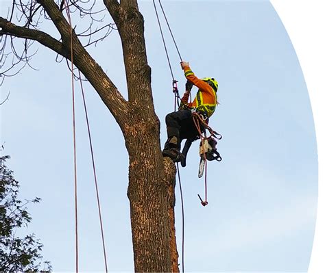 The Arbor Barber Tree Service