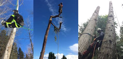 Ninja Tree Services Inc