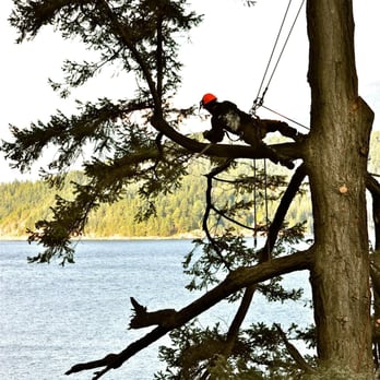 Dynamic Tree Services