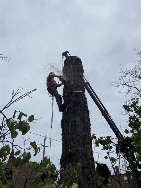 Dan’s Tree Service