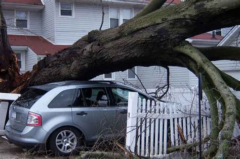 Neuheimer Tree Care