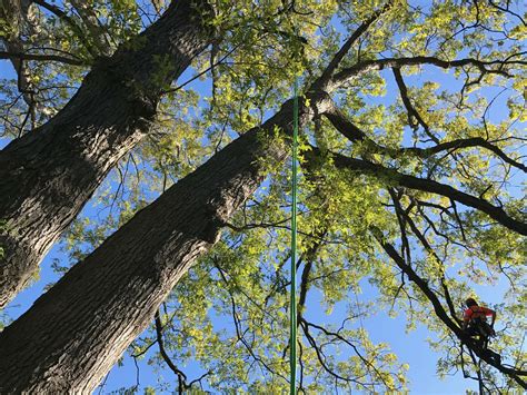 Higher Place Tree Care